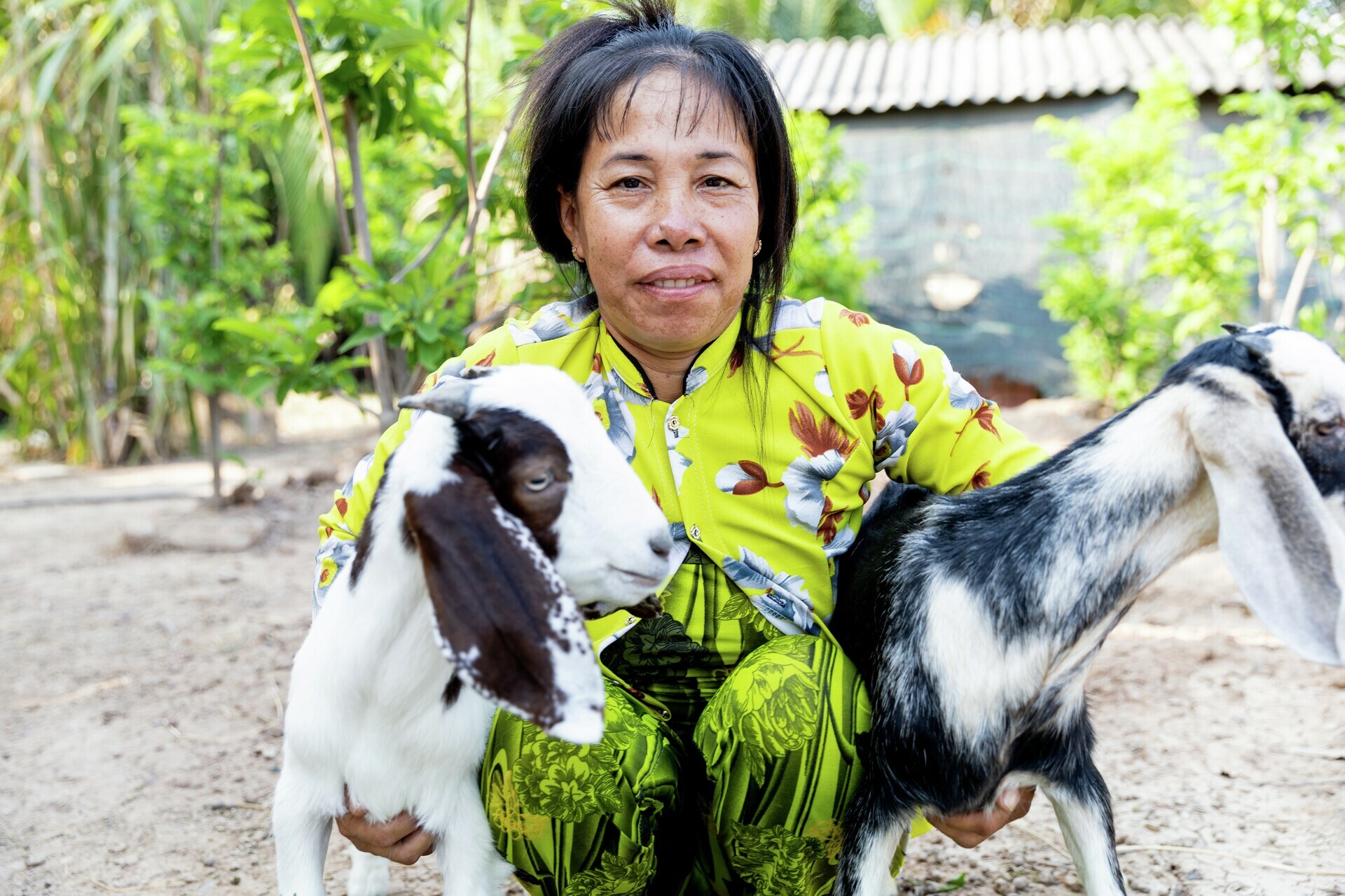 Kvinne sammen med geitene sine i Vietnam