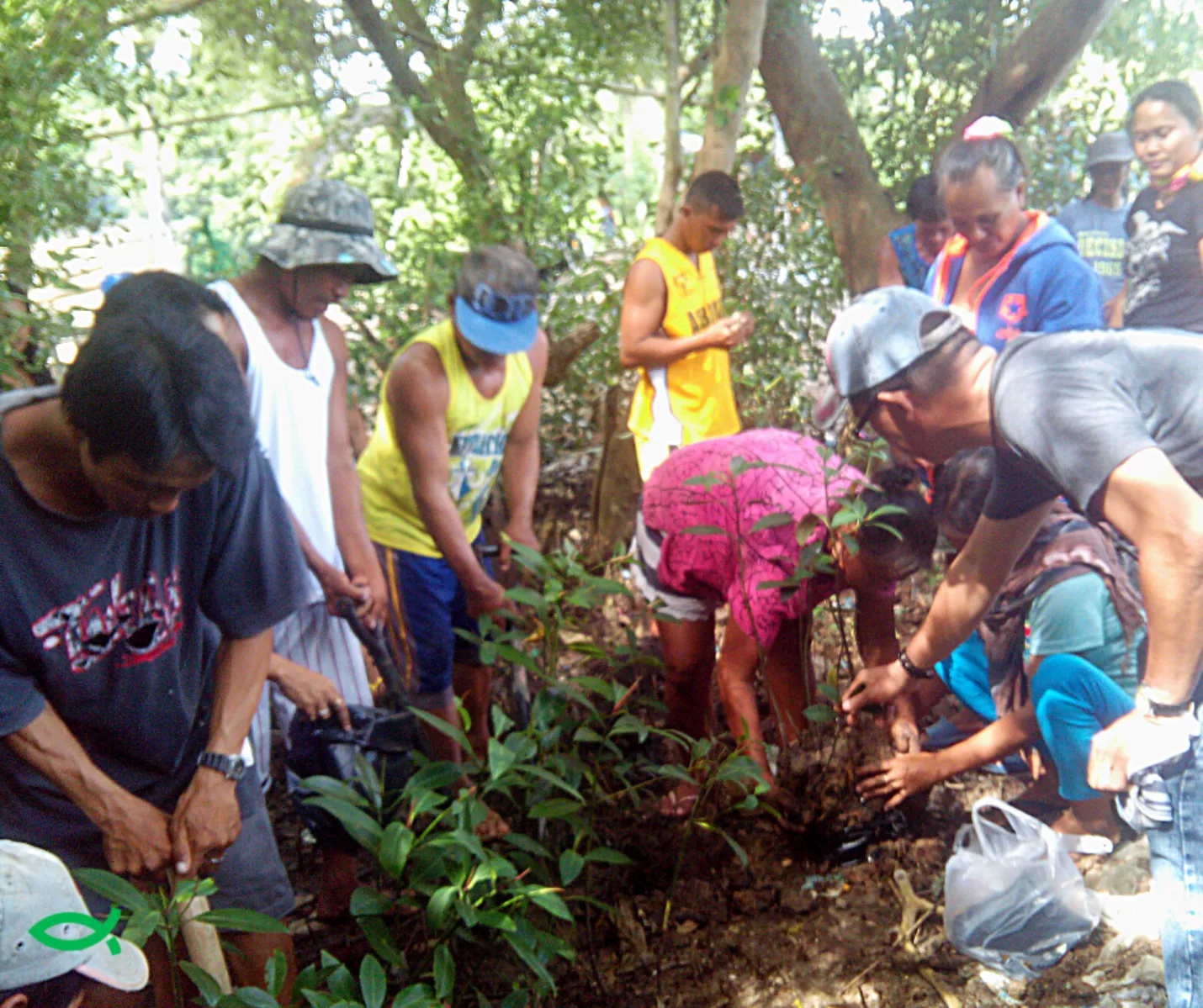 Planting av mangroveskog